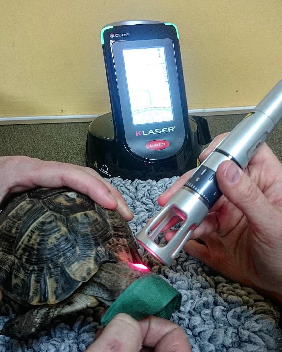 traitement laser tortue